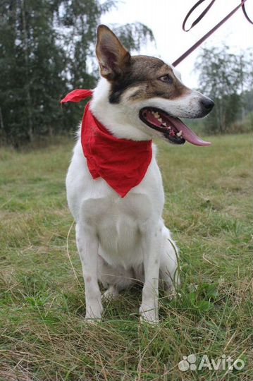 Собака в надёжные руки