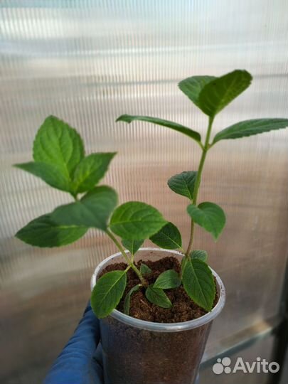 Гортензия самарская лидия