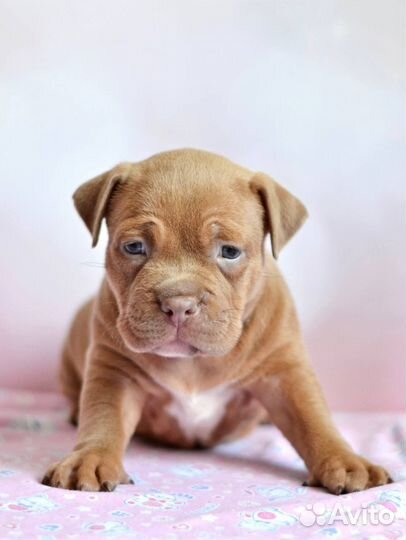 Американский булли щенки