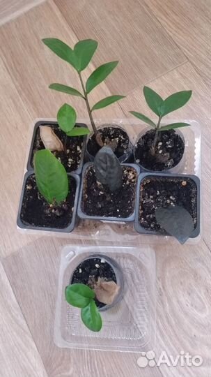 Замиокулькасы разные, цена за все