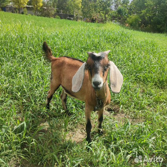 Продам козликов на племя