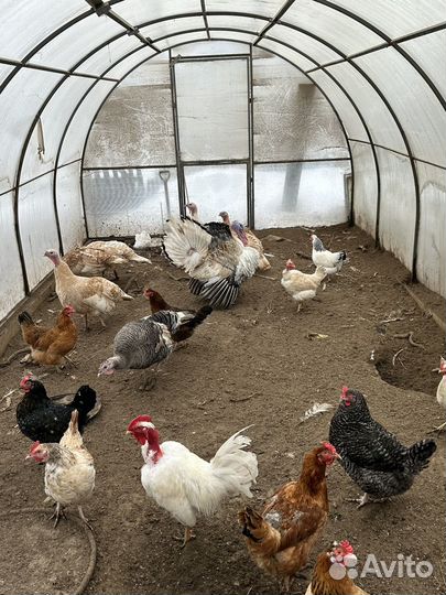 Инкубационное яйцо индейки