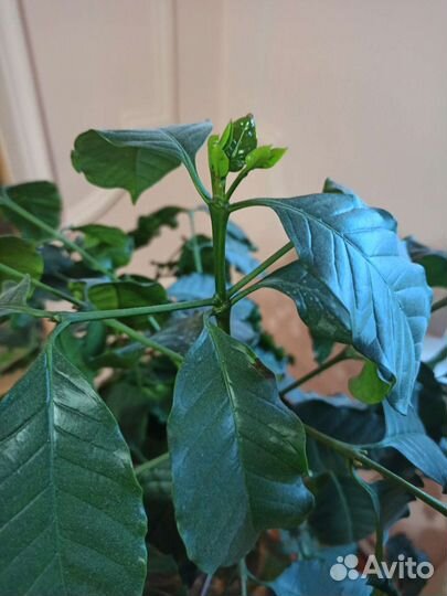 Кофейное дерево арабика