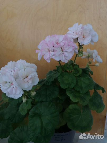 Пеларгонии, срезы для самостоятельного укоренения