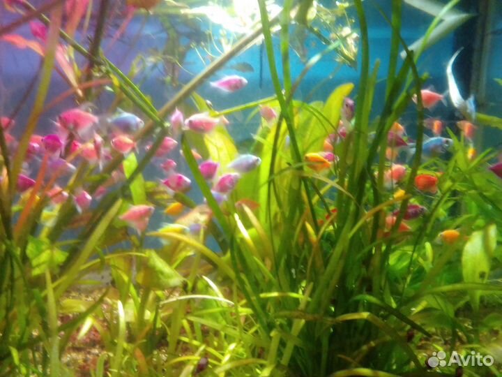 Рязанская рыба