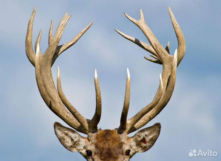 Лось,олень,марал,бивни любые
