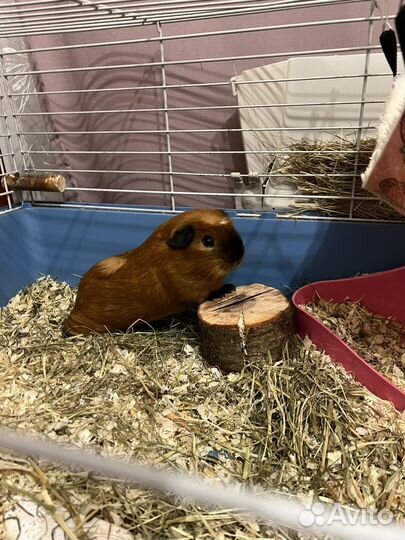 Морская свинка вязка (мальчики)