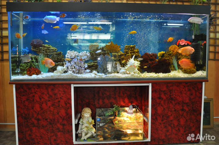 Оформление и обслуживание аквариумов