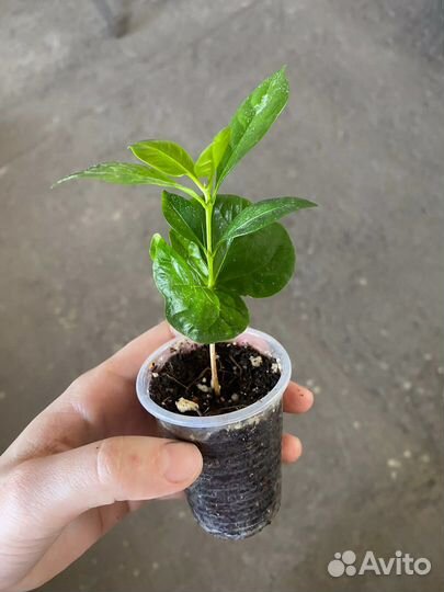 Комнатные растения разные