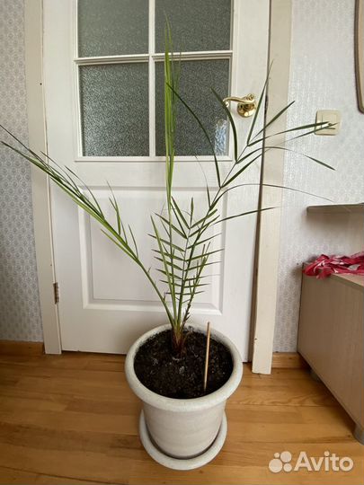Продам пальму