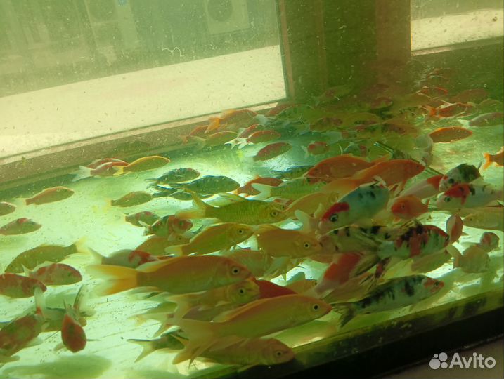 Японский карп кои