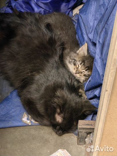 Котята в добрые руки бесплатно