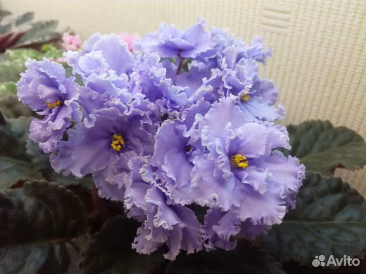 Сортовые фиалки