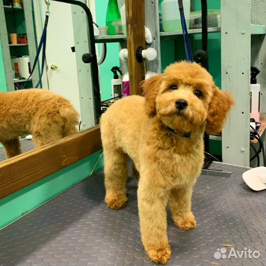 Стрижка собак и кошек, грумер