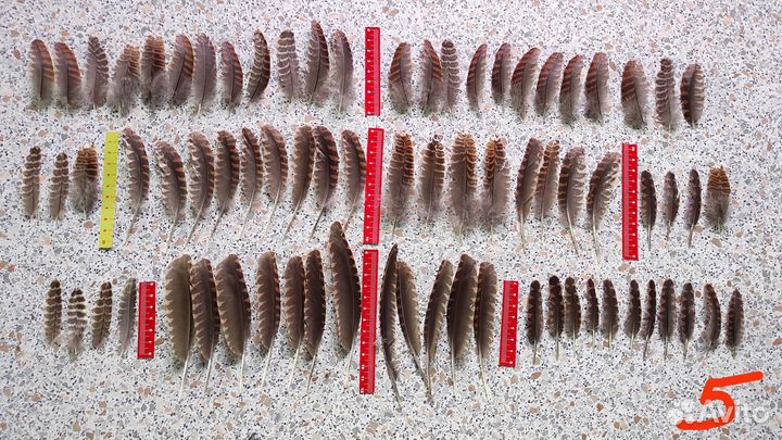 Вальшнеп перья