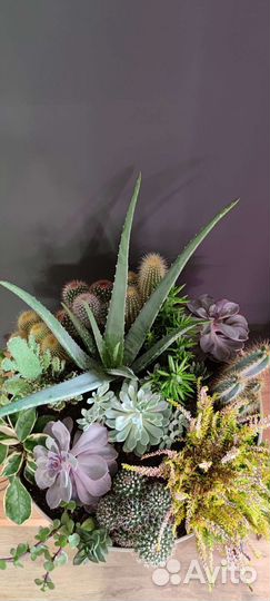 Суккуленты композиция, 50 см