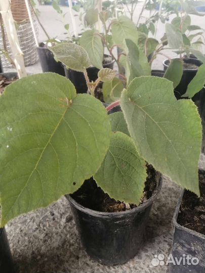 Саженцы киви