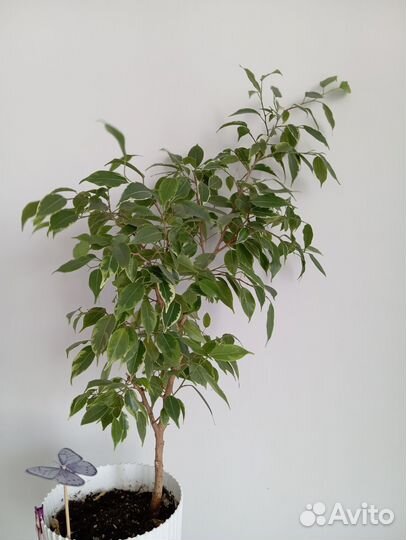 Фикус Бенджамина