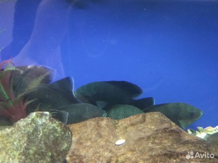 Аквариумные рыбки