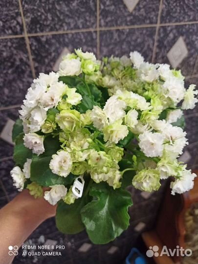 Мои фиалки