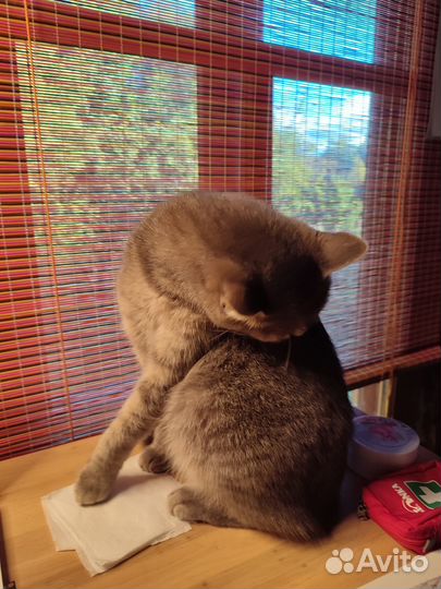 Жалюзи рулонные шторы 2 шт, 100 на 160 см