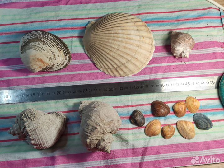 Морские ракушки