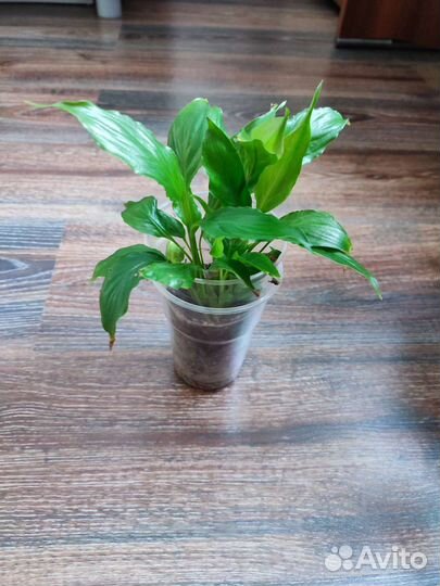 Спатифиллум домино и шопен