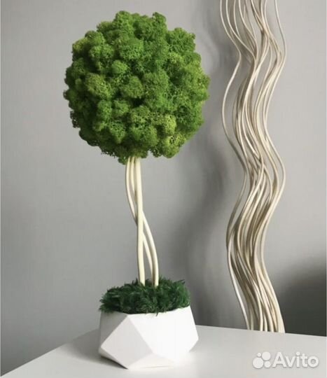 Стабилизированный мох кашпо