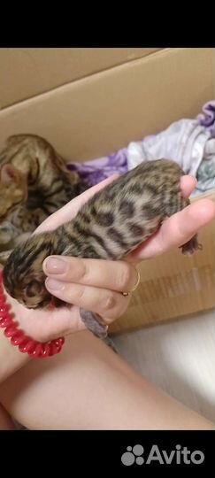 Бенгальские котята