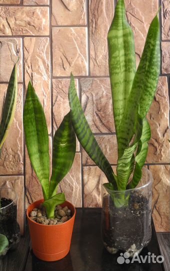 Сансевиерия робуста, ханни