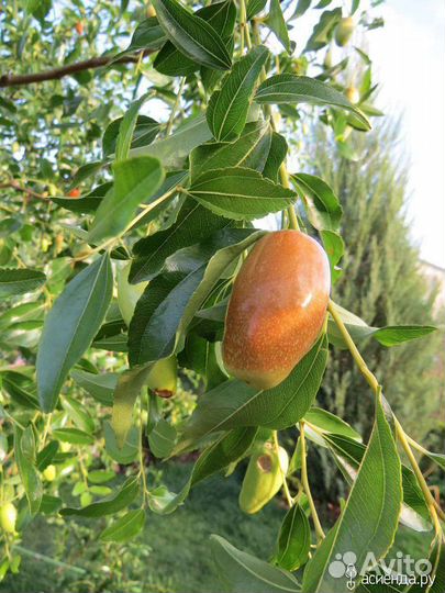 Унаби, зизифус, финик китайский