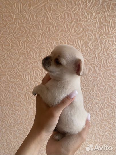 Щенки чихуахуа