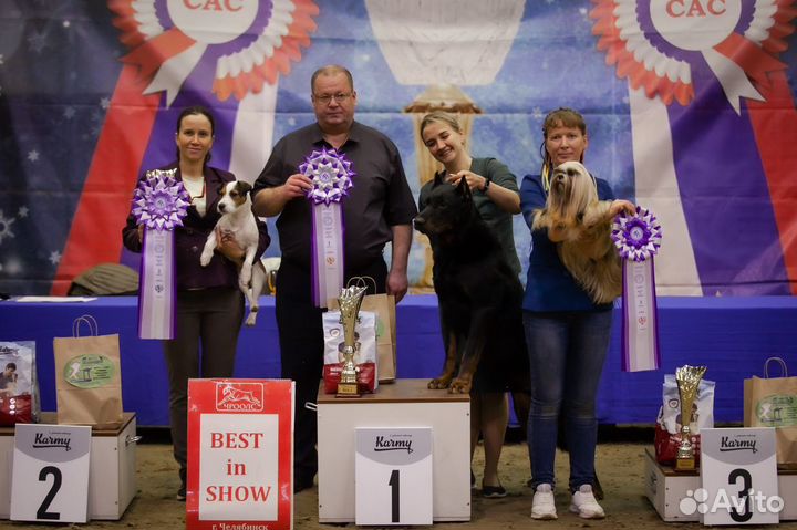 Парсон Рассел Терьер вязка