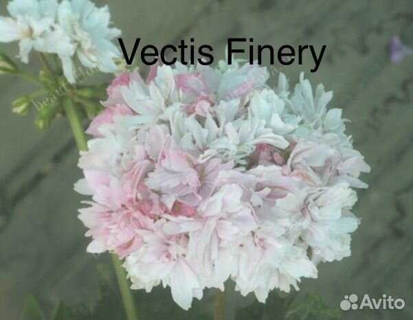 Пеларгонии