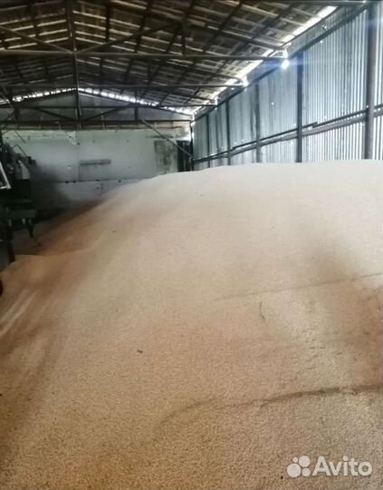 Горох фуражный оптом