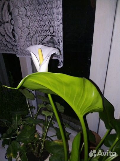 Калла эфиопская