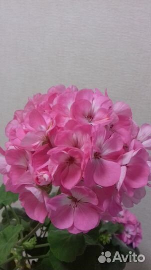 Пеларгонии разные/черенки
