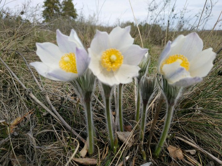 Участок 15 сот. (СНТ, ДНП)