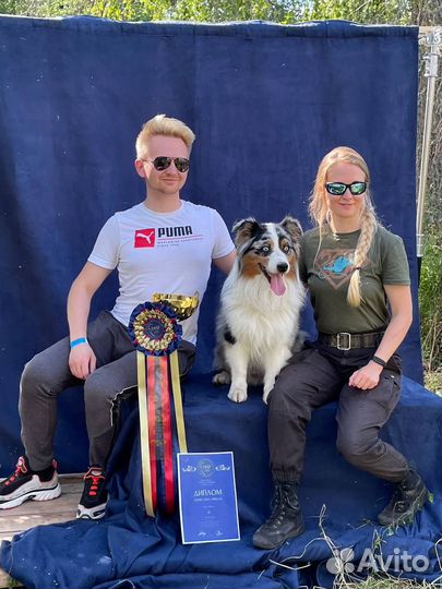 Австралийская овчарка (аусси) кобель для вязки