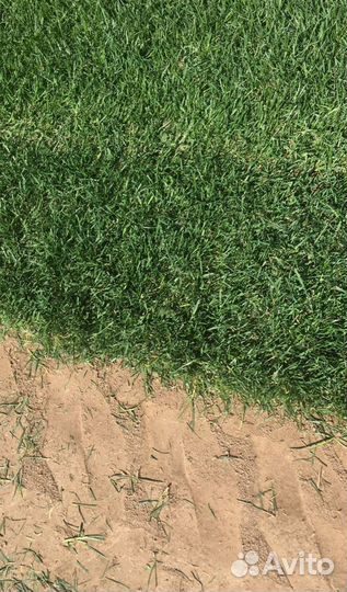 Газон рулонный с доставкой, укладкой