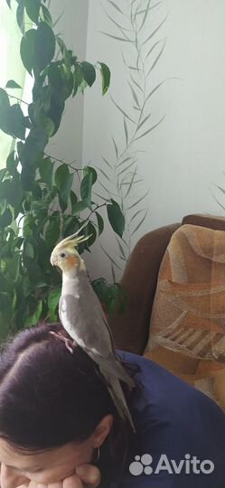 Ручные кореллы 3 мес