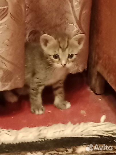 Котята в дар бесплатно