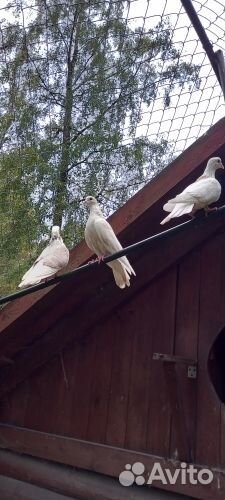 Голуби в хорошие руки