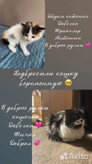 Кошки и котята