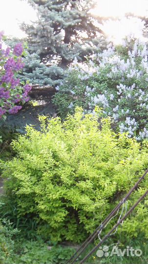 Отводки акации, желтолистный чубушник (жасмин)