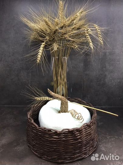 Тыква декоративная