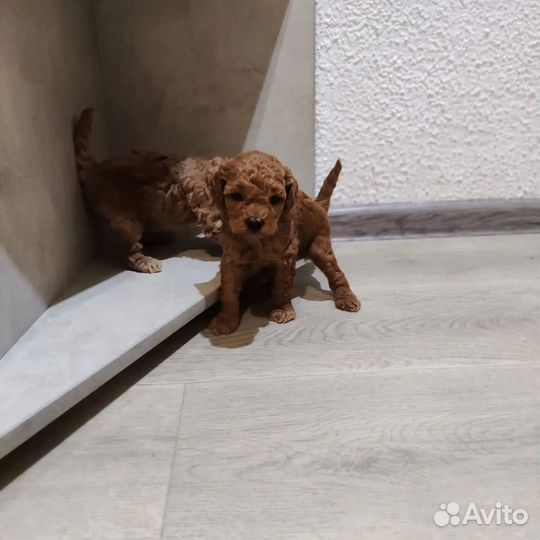Щенки той пуделя