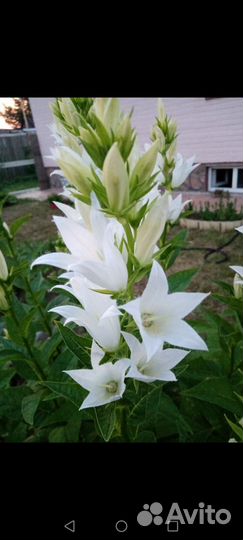 Лилейник 150р,ирисы100,колокольчик100бадан 80