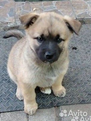 Щенки американской акиты без родословной