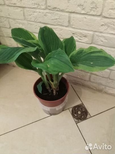 Хоста растение